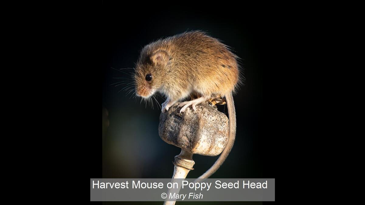 Harvest Mouse on Poppy Seed Head